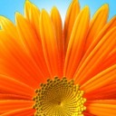 user icon close-up sunflower